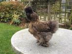 zijdehoenders, Dieren en Toebehoren, Pluimvee