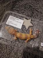 13 tamme luipaardgekko's te koop, Dieren en Toebehoren, Reptielen en Amfibieën