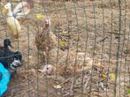 Prachtig koppel rode ardenner kalkoennen nog jong, Dieren en Toebehoren