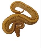 Ball python caramel pinstripe het desert ghost, Animaux & Accessoires, Reptiles & Amphibiens