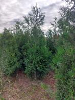 Thuja plicata Atrovirens, Ophalen of Verzenden, Haag