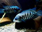 Nandopsis Nosferatu Beani cichliden, Dieren en Toebehoren, Vissen | Aquariumvissen, Vis, Zoetwatervis