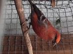 1_1 haakbek  2023 onverwant, Dieren en Toebehoren, Vogels | Overige Vogels, Geringd