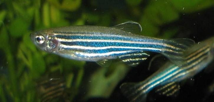 Volwassen Zebra Danio GRATIS, Dieren en Toebehoren, Vissen | Aquariumvissen, Zoetwatervis, Vis, Schoolvis