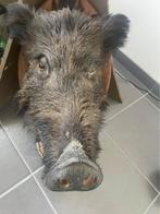 Everzwijnkop, Verzamelen, Dierenverzamelingen, Ophalen, Gebruikt, Overige soorten, Gewei of Kop