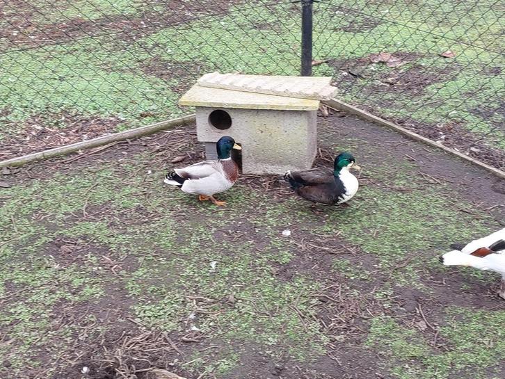 Hollandse kwakers, Animaux & Accessoires, Volatiles, Canard, Mâle