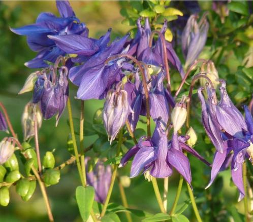 Graines d'ancolie Biedermeier Purple biologiques, Jardin & Terrasse, Bulbes & Semences, Enlèvement ou Envoi