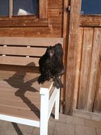 Cochin kriel hen, Dieren en Toebehoren
