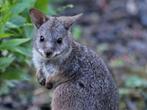 Wallaby, Dieren en Toebehoren, November, Meerdere dieren