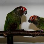 Couple pyrrhura roseifront epp, Dieren en Toebehoren, Vogels | Parkieten en Papegaaien, Papegaai