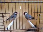 rijstvogels, Dieren en Toebehoren, Geringd