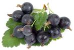 JOSTABES-planten: in pot, jaarse planten: 5€/st - 5 voor 20€, Tuin en Terras, Vaste plant, Ophalen of Verzenden, Halfschaduw, Fruitplanten