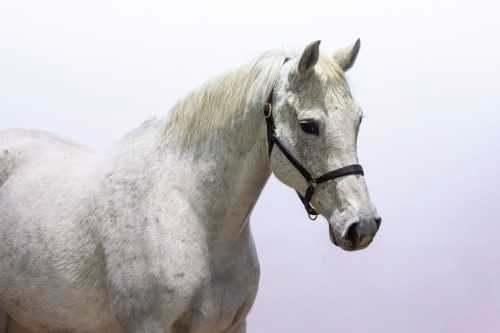 KING CONGO X MR. BLUE FOKMERRIE, Dieren en Toebehoren, Paarden, Merrie, Z, 165 tot 170 cm, 11 jaar of ouder, Springpaard, Met stamboom