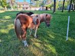 Mooi mini paardje  1 jaar oud  hengst, Dieren en Toebehoren, Pony's, Hengst, M