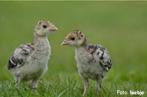 ronquiere kalkoen kuikens, Dieren en Toebehoren, Pluimvee, Kalkoen