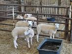 3 jaarling ooien te koop, Dieren en Toebehoren, Vrouwelijk, Schaap, 0 tot 2 jaar