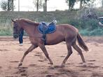 5 jarige ruin, Dieren en Toebehoren, Paarden, Ruin, Zadelmak