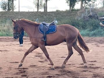 5 jarige ruin beschikbaar voor biedingen