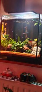 Superfish qubic 60 pro, Dieren en Toebehoren, Ophalen