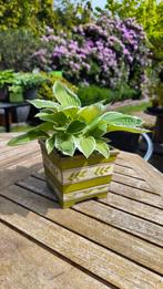 Hosta in mooie bloempot, Tuin en Terras, Ophalen