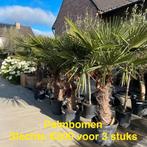 Palmbomen trachycarpus fortunei!, Tuin en Terras, Aarde en Mest, Ophalen