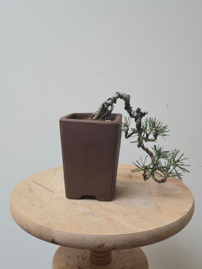 Mooie shonin cascade bonsai den, Tuin en Terras, Planten | Bomen, Ophalen of Verzenden