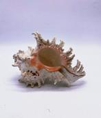Murex Royal Coquillage escargot de mer, Collections, Minéraux & Fossiles, Enlèvement ou Envoi