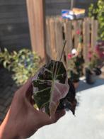 Alocasia en Anthurium, Groene kamerplant, Ophalen of Verzenden, Halfschaduw, Minder dan 100 cm