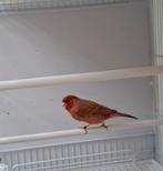 Nog 1 kanarie agaat rood schimmel, Dieren en Toebehoren, Vogels | Kanaries