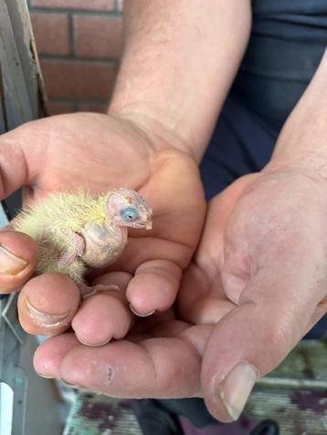 valkparkieten, Dieren en Toebehoren, Parkiet