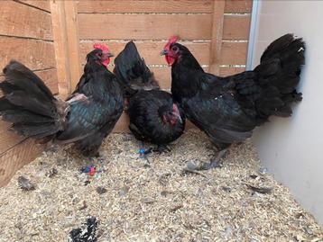 3 kweekhennen australorp beschikbaar voor biedingen