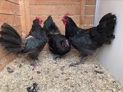 3 kweekhennen australorp, Dieren en Toebehoren, Pluimvee
