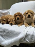 Mooie donker blonde Labrador pups, Dieren en Toebehoren, Parvo, België, 8 tot 15 weken, Labrador retriever