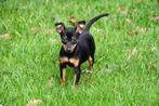 Dwergpinscher pups te koop, Dieren en Toebehoren, Honden | Bulldogs, Pinschers en Molossers, 15 weken tot 1 jaar, Overige rassen