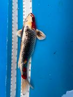 Mooie 50 cm koi, Dieren en Toebehoren, Vissen | Vijvervissen, Karper of Koi