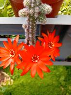 Cactus, Tuin en Terras, Planten | Tuinplanten, Ophalen