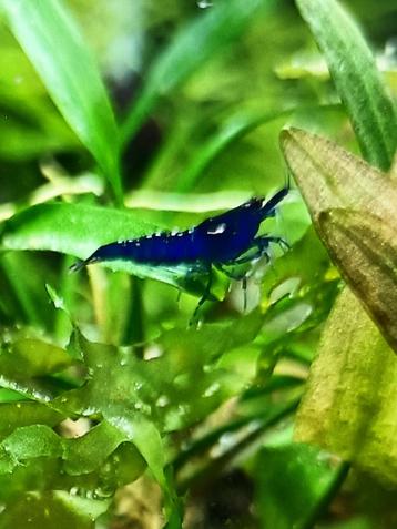 Blue Sapphire Garnalen - Kraanwater - Ook verzenden beschikbaar voor biedingen