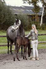 ## SUPER LEUKE, knappe en lieve moeder & zoon ##, Dieren en Toebehoren, Paarden, Merrie, Gechipt, 3 tot 6 jaar