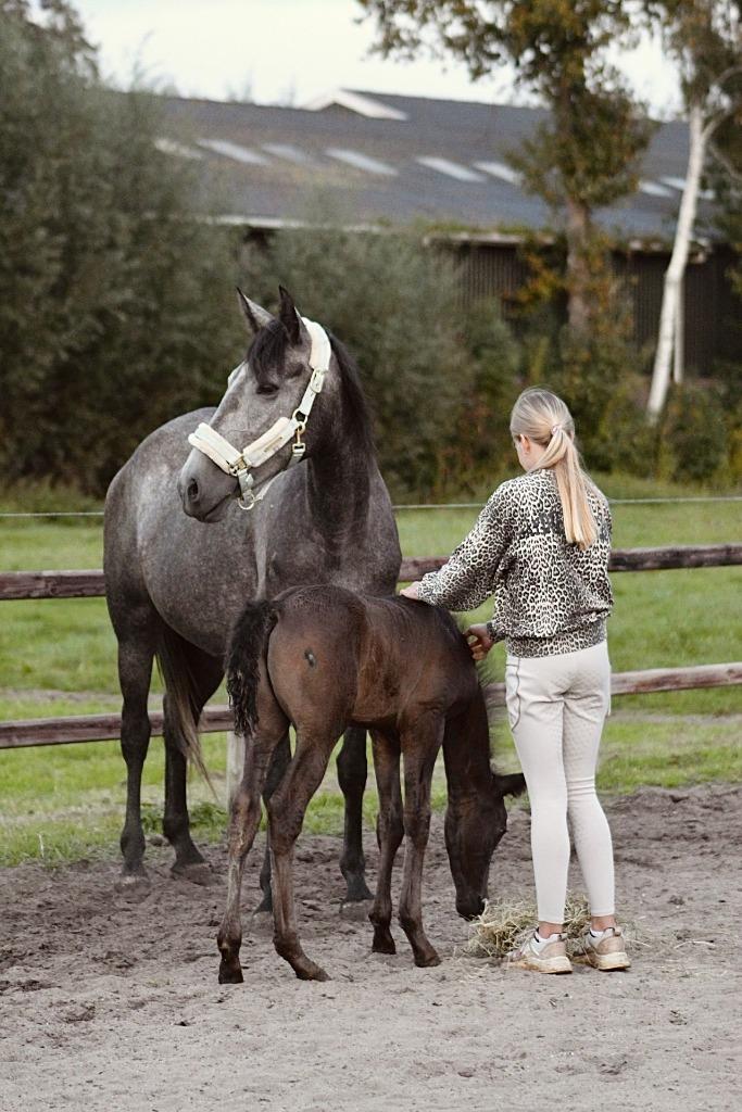 ## SUPER LEUKE, knappe en lieve moeder & zoon ##, Dieren en Toebehoren, Paarden, Merrie, 3 tot 6 jaar, Gechipt, Ontwormd