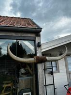 Taxidermie water buffel lente 180 cm, Antiek en Kunst, Ophalen of Verzenden