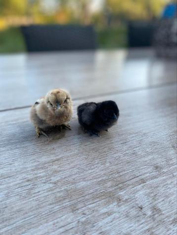 Raszuivere zijdehoen kuikens, Juillet, Plusieurs animaux