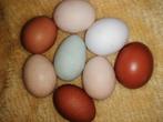 Verse broedeieren kleurmix 10+2 gratis, Dieren en Toebehoren, Pluimvee