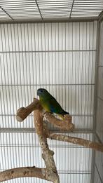 Turquosine parkiet, Meerdere dieren, Parkiet, Geringd