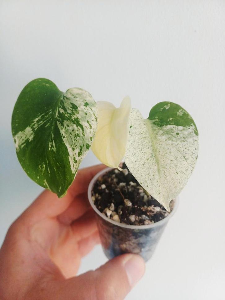 Monstera Star Shadow, Huis en Inrichting, Kamerplanten, Overige soorten, Minder dan 100 cm, Groene kamerplant, Halfschaduw, In pot