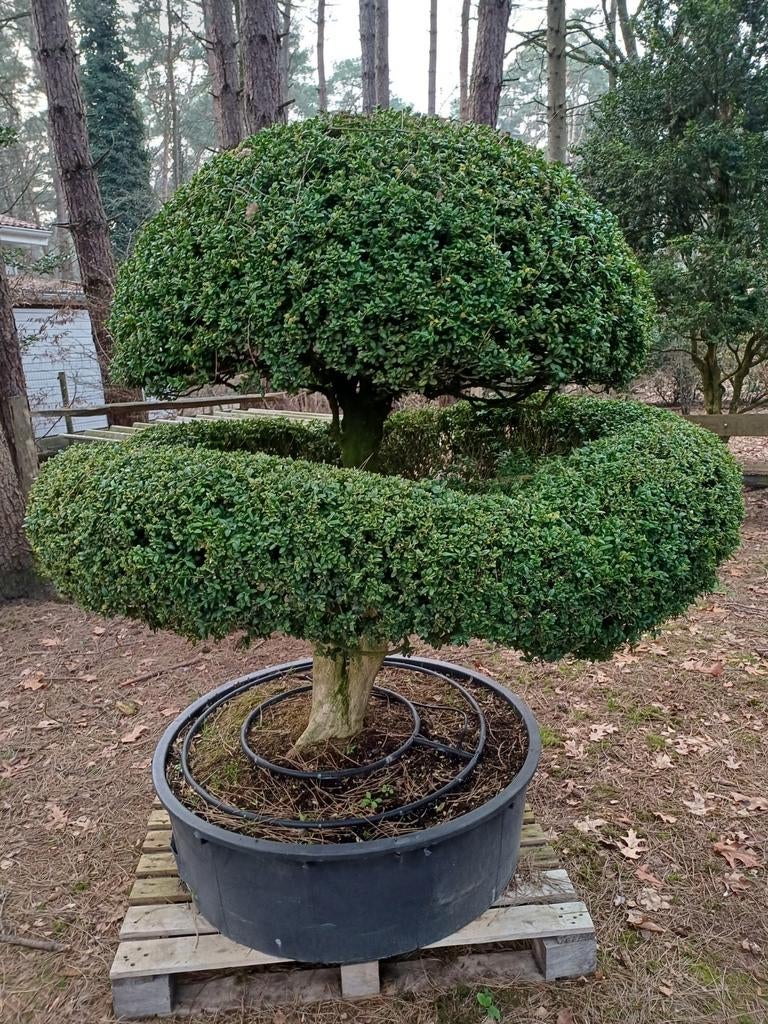 oude buxus vormsnoei, Tuin en Terras, Ophalen