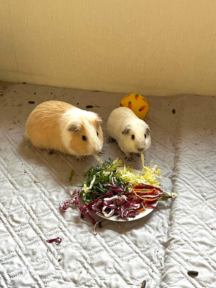 2 Rustige en tamme cavia, Animaux & Accessoires, Rongeurs, Mâle, Cobaye, Janvier, Domestique