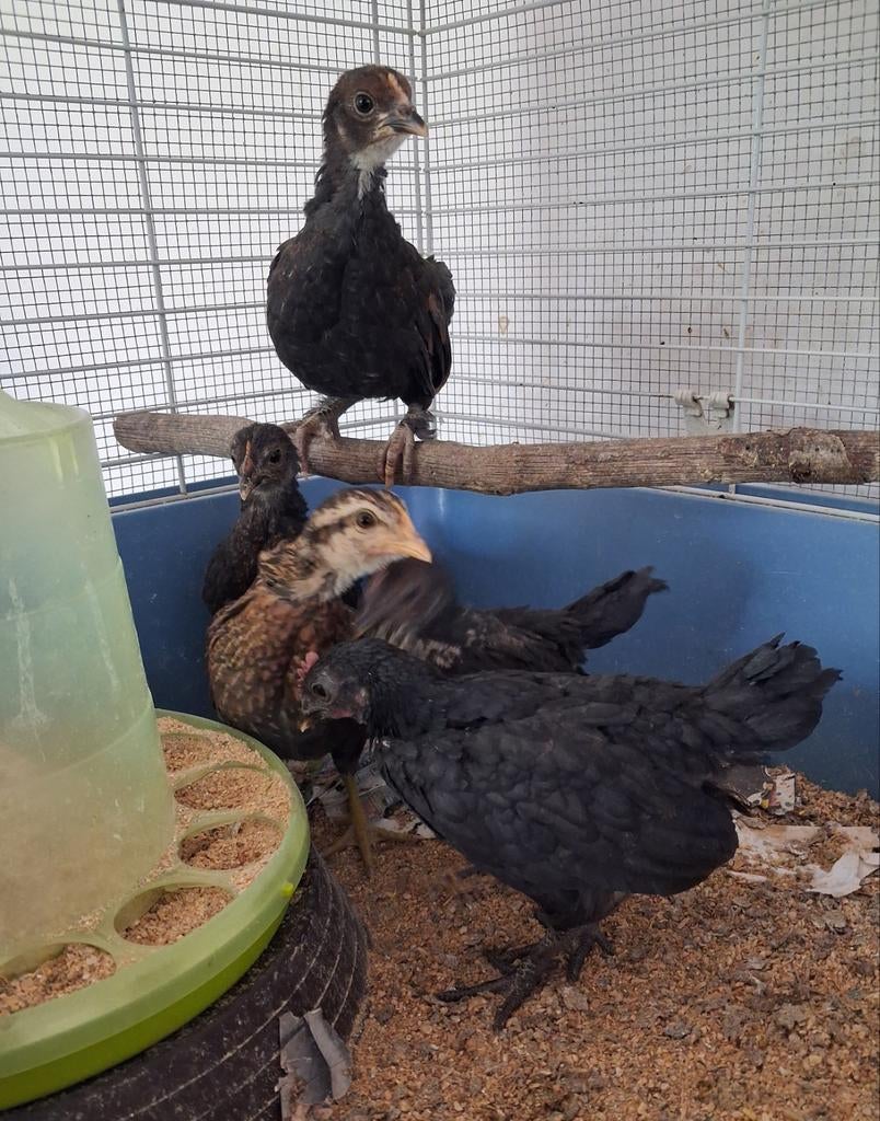 6 kruising krielen. 3+3 gratis