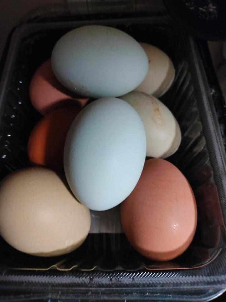 Verse eieren, Animaux & Accessoires, Volatiles