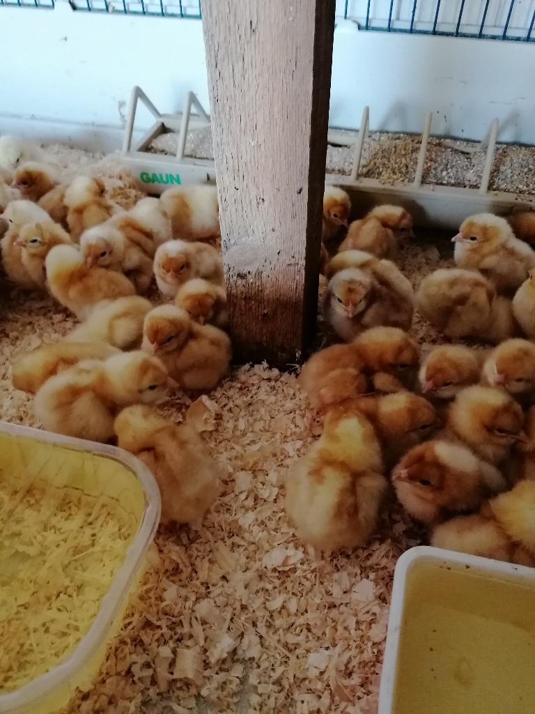 laatste  kuikens geboren op 14 april 0499/082381, Vrouwelijk, Kip