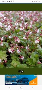 Recherche geranium blanc vivace, Tuin en Terras, Planten | Tuinplanten, Ophalen